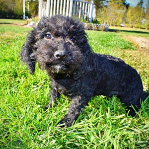 TESSA - HavaPoo Female